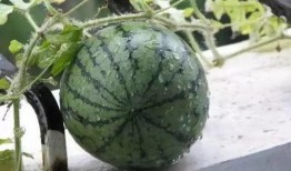 吃瓜娱乐间溜溜梅,溜溜梅带你品味酸甜人生